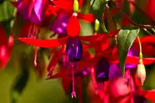 Botanische 22.5 550D (3 von 34).webp