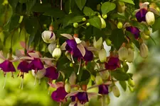 Botanische 22.5 550D (4 von 34).webp