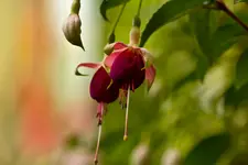Botanische 22.5 550D (5 von 34).webp
