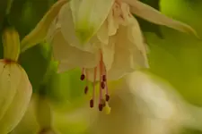 Botanische 22.5 550D (6 von 34).webp