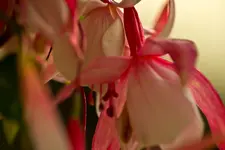 Botanische 22.5 550D (7 von 34).webp