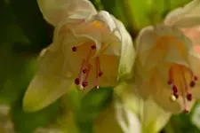 Botanische 22.5 550D (8 von 34).webp