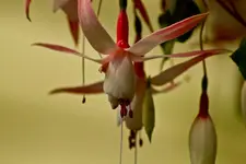 Botanische 22.5 550D (11 von 34).webp