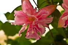 Botanische 22.5 550D (12 von 34).webp