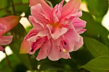 Botanische 22.5 550D (13 von 34).webp