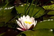 Botanische 22.5 40D (14 von 81).webp