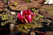 Botanische 22.5 40D (17 von 81).webp
