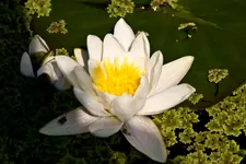 Botanische 22.5 40D (20 von 81).webp