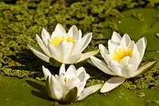Botanische 22.5 550D (23 von 34).webp