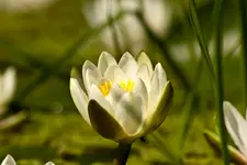 Botanische 22.5 550D (25 von 34).webp