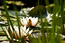 Botanische 22.5 550D (33 von 34).webp
