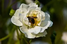 Botanische 22.5 40D (1 von 81).webp