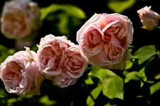 Botanische 22.5 40D (55 von 81).webp