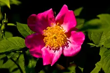 Botanische 22.5 40D (63 von 81).webp