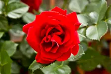 Botanische 22.5 40D (79 von 81).webp