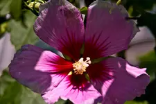 Botanische 22.5 40D (13 von 81).webp
