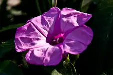 Botanische 22.5 40D (21 von 81).webp