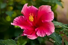 Botanische 22.5 40D (35 von 81).webp