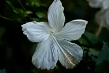 Botanische 22.5 40D (36 von 81).webp