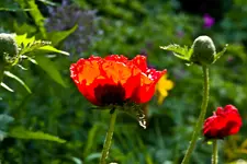 Botanische 22.5 40D (32 von 81).webp