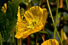 Botanische 22.5 40D (15 von 81).webp