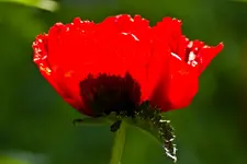 Botanische 22.5 550D (18 von 34).webp