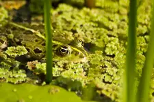 Botanische 22.5 550D (21 von 34).webp