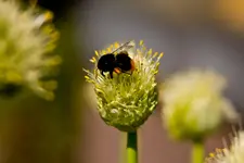 Botanische 22.5 40D (60 von 81).webp