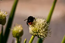 Botanische 22.5 40D (24 von 81).webp