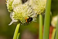 Botanische 22.5 40D (27 von 81).webp