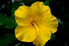 Botanische 22.5 40D (51 von 81).webp