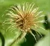 clematis.webp