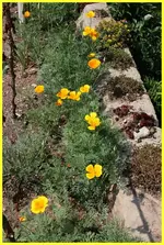 Mohn II.webp