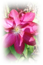 Roter Cardinal.webp