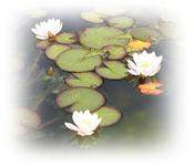 Seerosen.webp