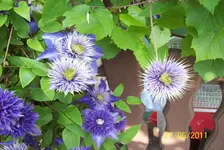 Clematis.webp