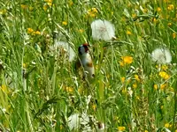 132.webp
