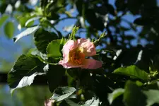 wilde Rose Blütekl.webp