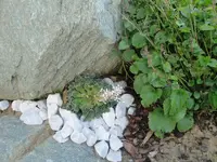 DSC01516.webp