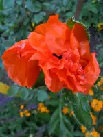 189.webp