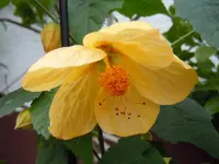 195.webp