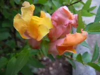 220.webp