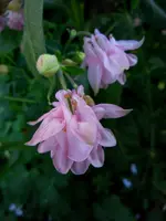 258.webp