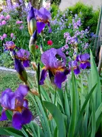 264.webp