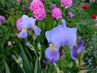 254.webp