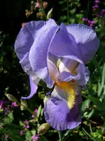 019.webp