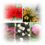 K800_2o.Mai 2011.webp