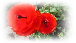 K800_20.Mai 2011 026.webp