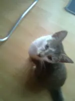 Handy17.05.2011 127.webp