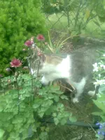 Handy17.05.2011 195.webp